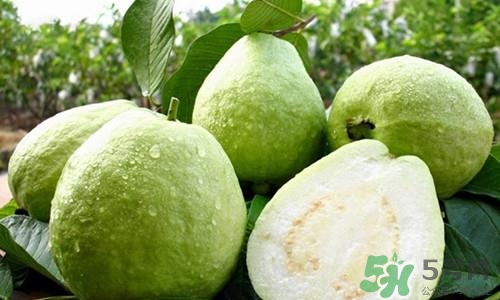 番石榴皮可以吃吗？番石榴皮的功效与作用